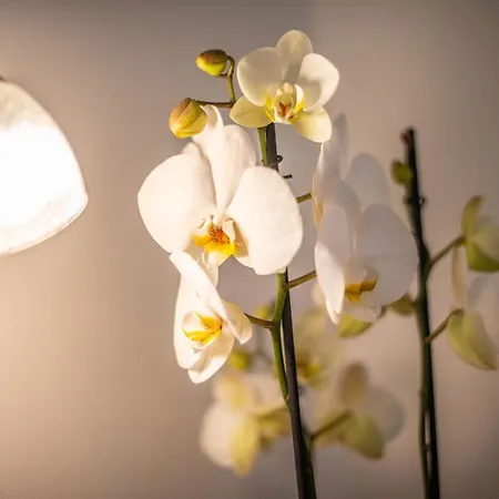 Vila Orchidee *