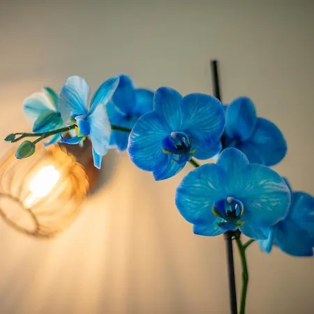Vila Orchidee Villa *